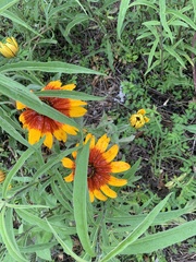 Asteroideae