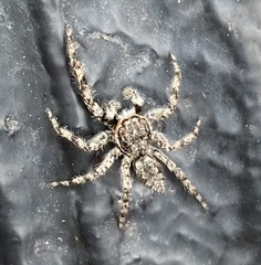 Platycryptus