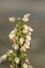 Erica physodes