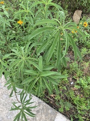 Helianthus maximiliani