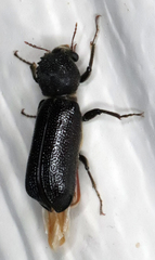 Amphicerus cornutus
