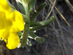 Lithospermum strictum