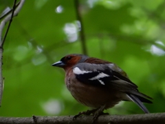 Fringilla coelebs