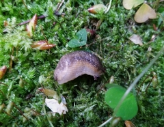 Arion fasciatus