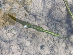 Potamogeton illinoensis