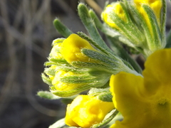 Lithospermum strictum