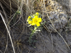 Lithospermum strictum