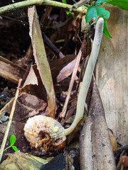 Ophiocordyceps melolonthae