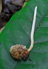 Ophiocordyceps melolonthae