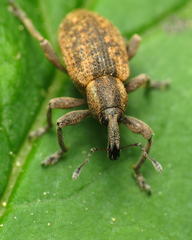 Hypera conmaculata