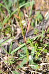 Helictochloa marginata