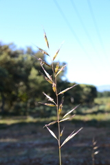Helictochloa marginata