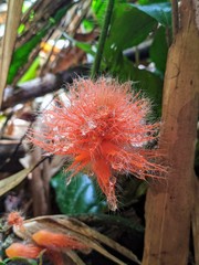 Gurania eriantha