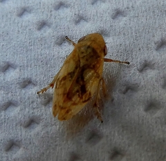 Cicadomorpha