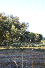 Helictochloa marginata