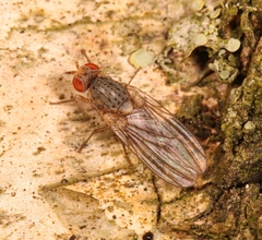 Pseudolyciella