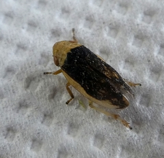 Cicadomorpha