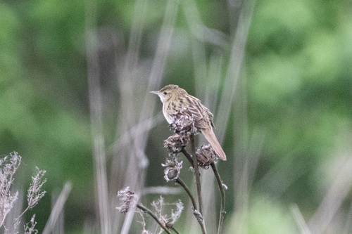 Buscarla pintoja (Locustella naevia)