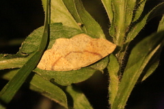 Cyclophora quercimontaria