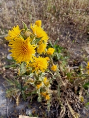 Scolymus grandiflorus