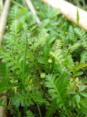 Leptinella squalida