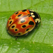Eyed Ladybird Beetle - Photo (c) Dmitry Gavryushin, some rights reserved (CC BY-NC), uploaded by Dmitry Gavryushin