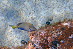 Acanthurus tractus