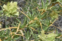 Hecastocleis shockleyi