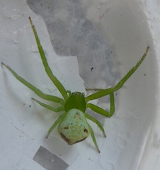 Ebrechtella tricuspidata