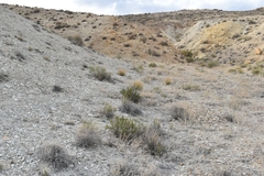 Hecastocleis shockleyi