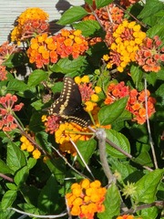 Papilio polyxenes