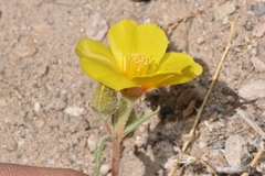 Mentzelia nitens