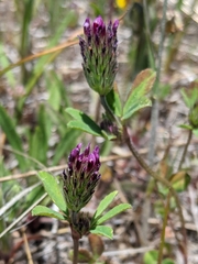 Trifolium dichotomum
