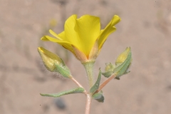 Mentzelia nitens