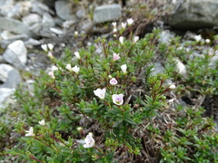 Veronica colostylis