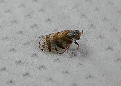 Tachycixius venustulus