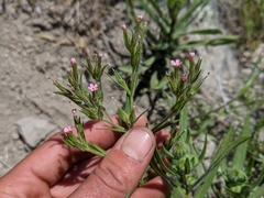 Microsteris gracilis