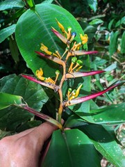 Heliconia apparicioi