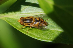 Parhelophilus integer