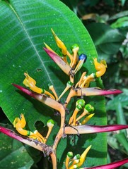 Heliconia apparicioi
