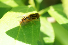 Parhelophilus integer