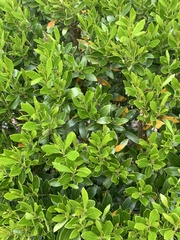 Buxus microphylla