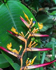 Heliconia apparicioi