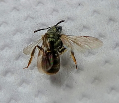 Hymenoptera