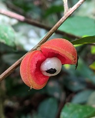 Doliocarpus