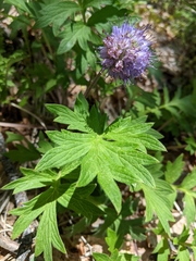 Hydrophyllum capitatum