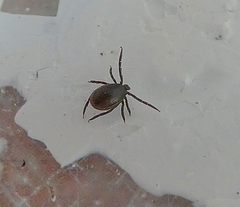 Ixodes