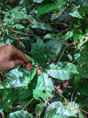 Doliocarpus