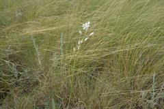 Anthericum liliago