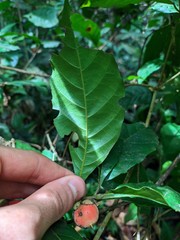 Doliocarpus